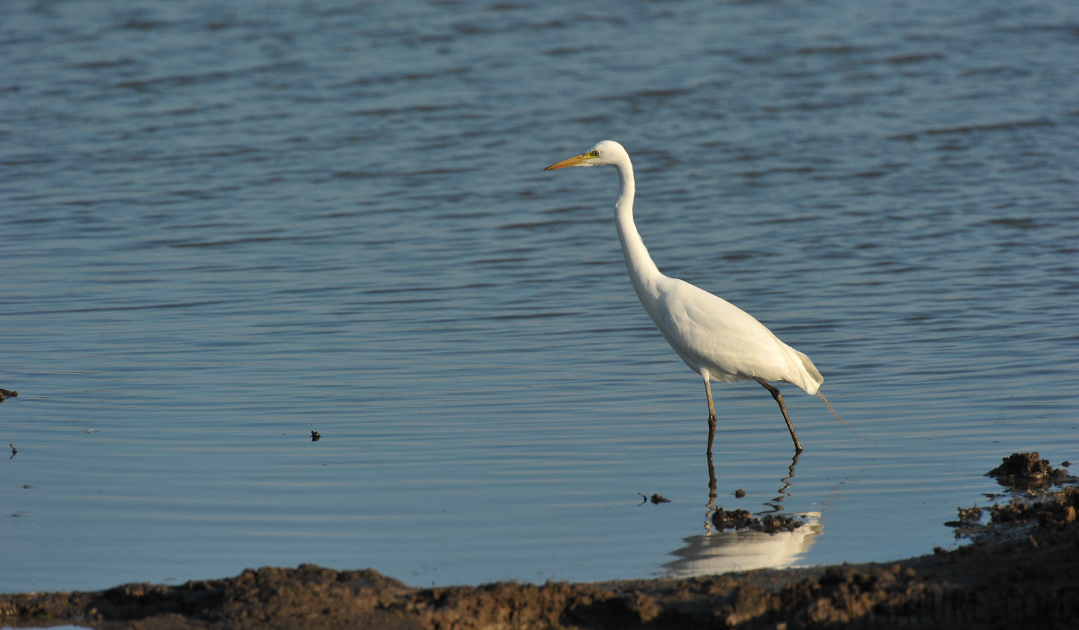 Ardea intermedia intermedia [550 mm, 1/3200 sec at f / 8.0, ISO 1600]